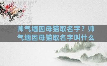 帅气缅因母猫取名字？帅气缅因母猫取名字叫什么